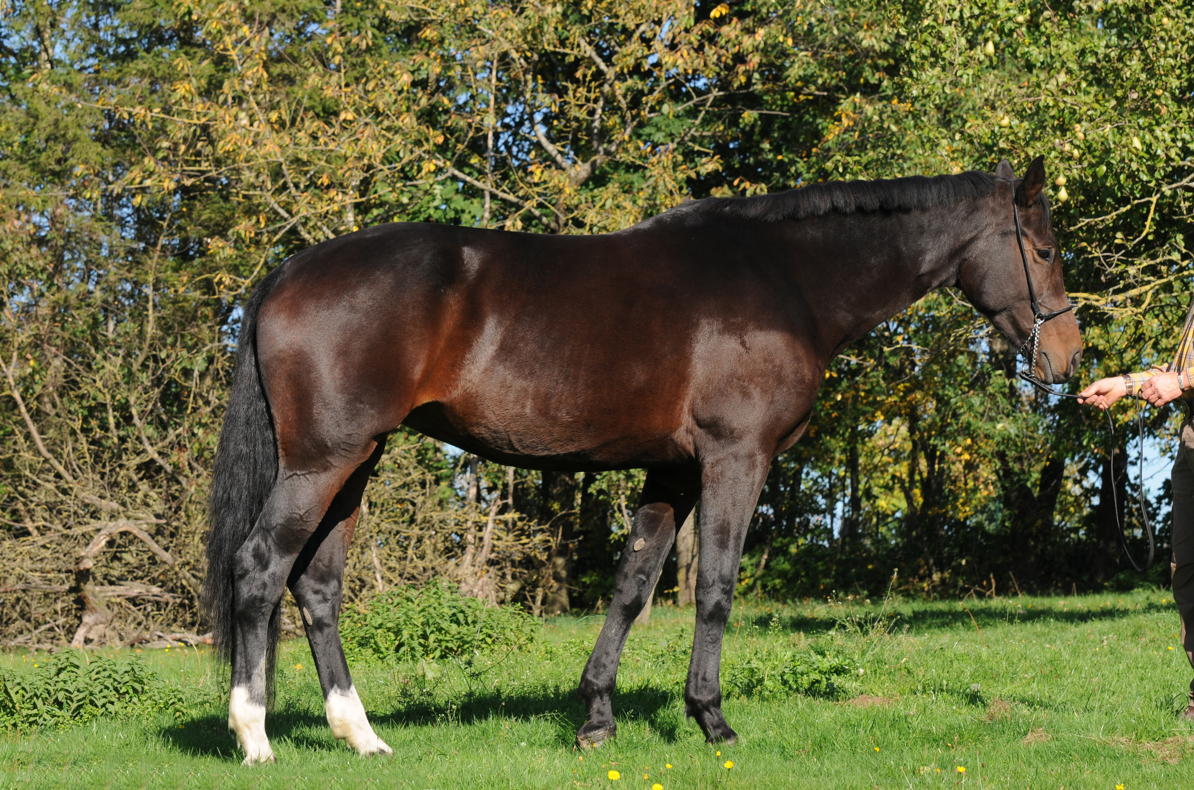 Exterieur Warmblut